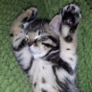 Meet your Posher, Alexandra